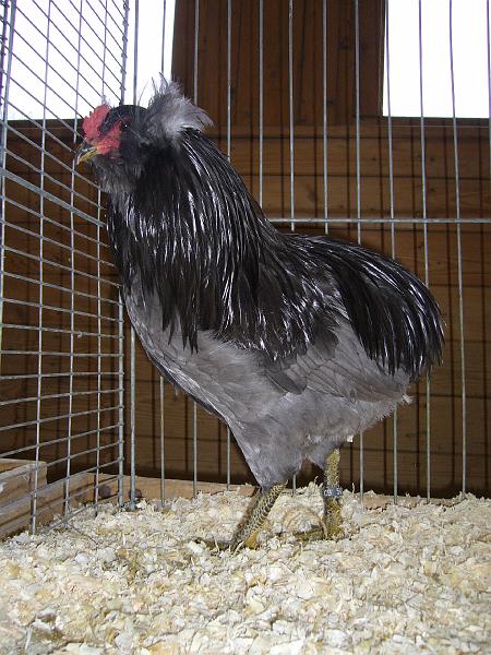 Kreisschau Coesfeld 2008 031.jpg - Araucana blau ohne Saum von Stephan Benthin Preis HV 96 E